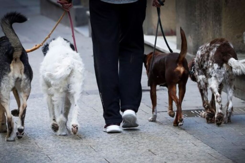 Ciudad Saludable promueve la educación y control en espacios públicos de las mascotas