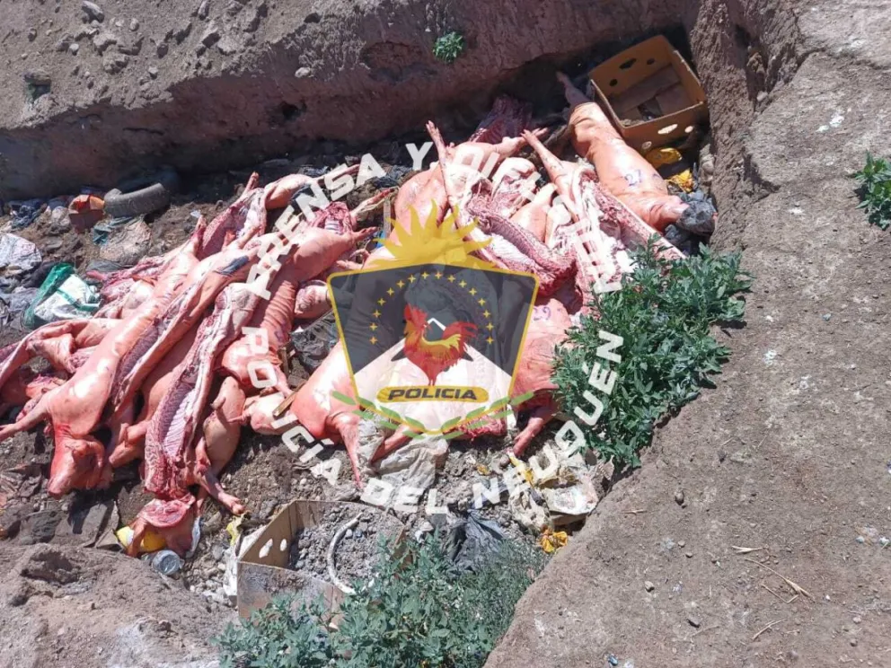 Decomisan 27 medias reses de cerdo por irregularidades en la cadena de frío