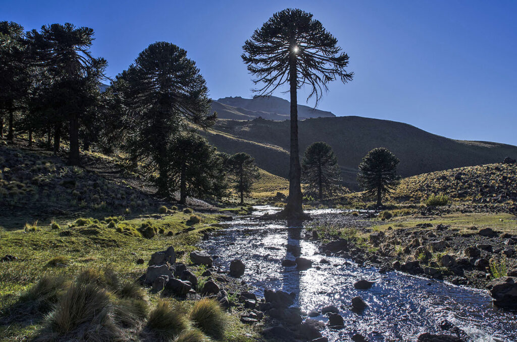 Lanzan la Diplomatura en Restauración Ecocultural