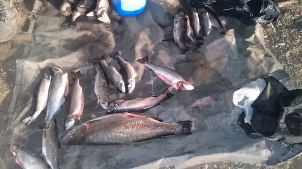 Confiscaron truchas y apagaron más de 60 fogones en áreas no autorizadas