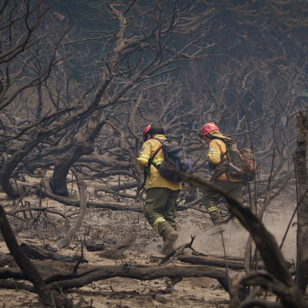 Cancelan la Fiesta del Pehuén y destinan fondos a restaurar los bosques quemados