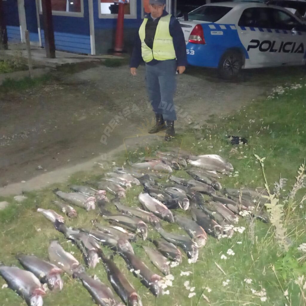 Decomisan 46 truchas en operativo nocturno en Villa la Angostura