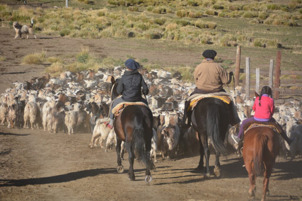 Se pone en marcha el ciclo de Trashumancia