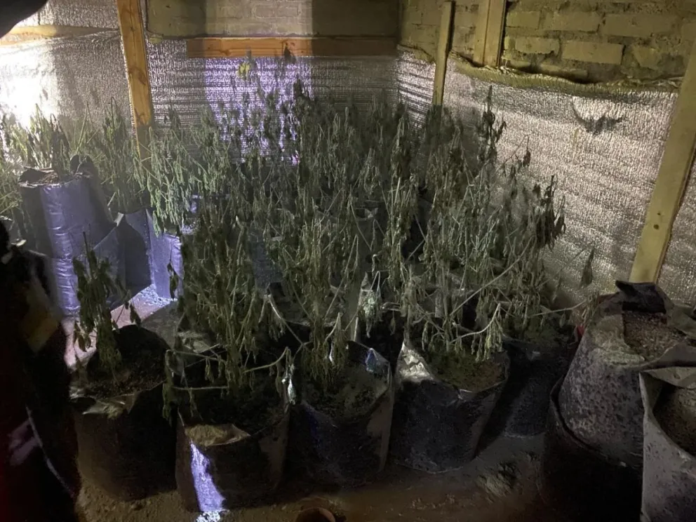 Bomberos acudieron a un incendio en Centenario y encontraron 80 plantas de cannabis