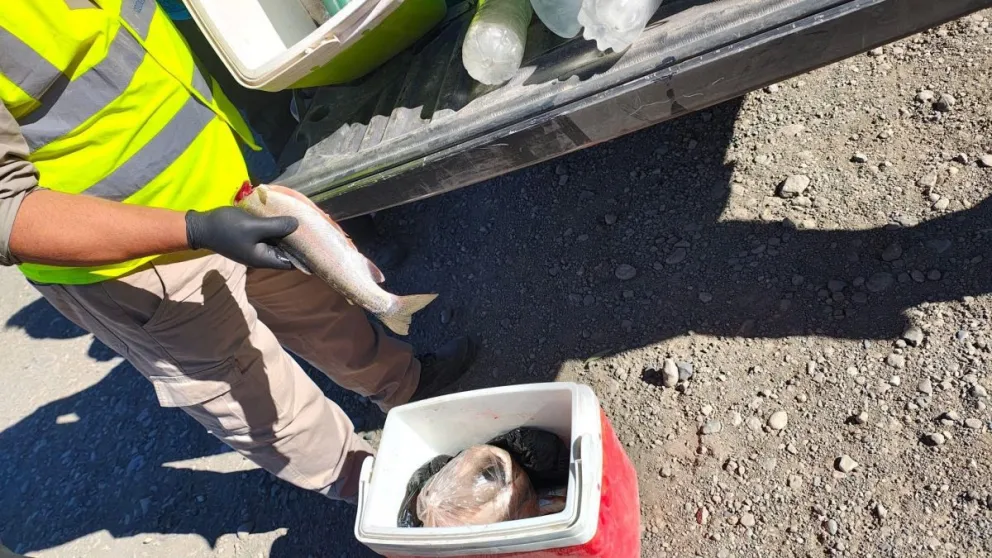 Operativo de Fauna en Las Ovejas: incautan 22 truchas Arco Iris