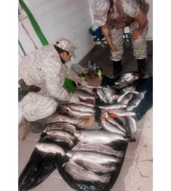 Secuestran 33 truchas y equipos de pesca durante un operativo en Junín de los Andes