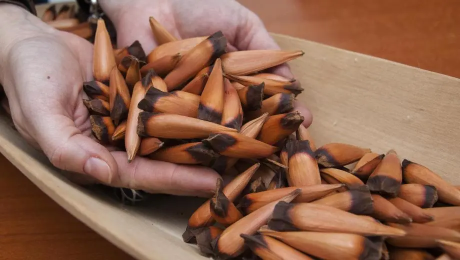 Insisten en la importancia de respetar el período y la forma de recolectar piñones