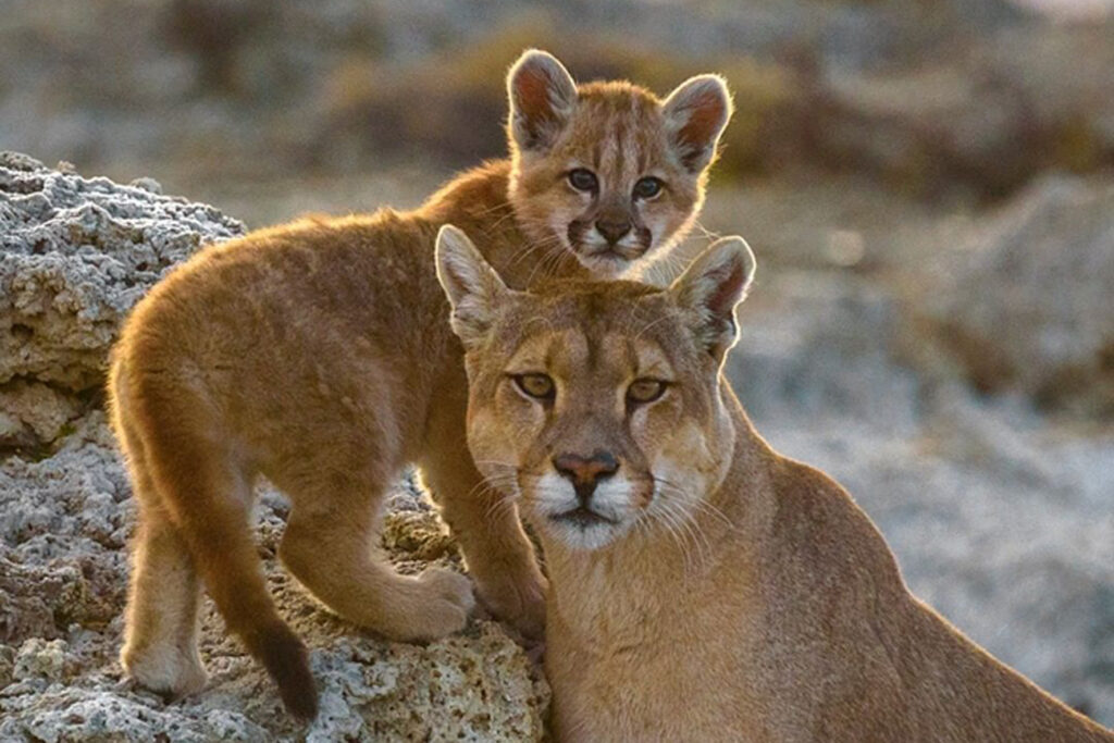 Neuquén prohíbe la caza deportiva del puma y refuerza las medidas de protección de la fauna