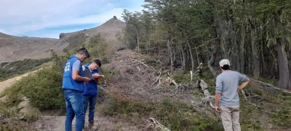 Realizan un allanamiento a Nieves de Chapelco por cortar lengas centenarias de manera ilegal