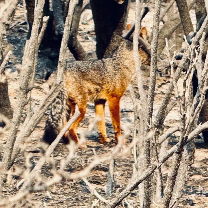 El impacto de los incendios en la flora y fauna