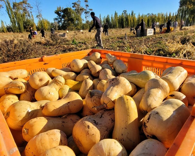 La UNCo abastece sus comedores con cultivos de la Facultad de Agronomía