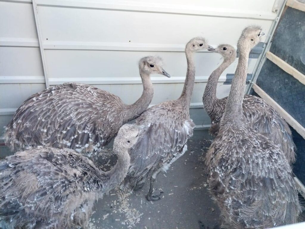 El lado humano de la conservación: cinco Choiques recuperan su libertad