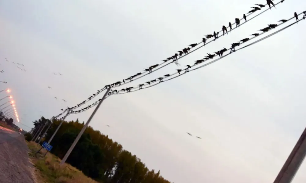 Un grupo de loros provocó un corte de luz que afectó a Catriel y 25 de Mayo
