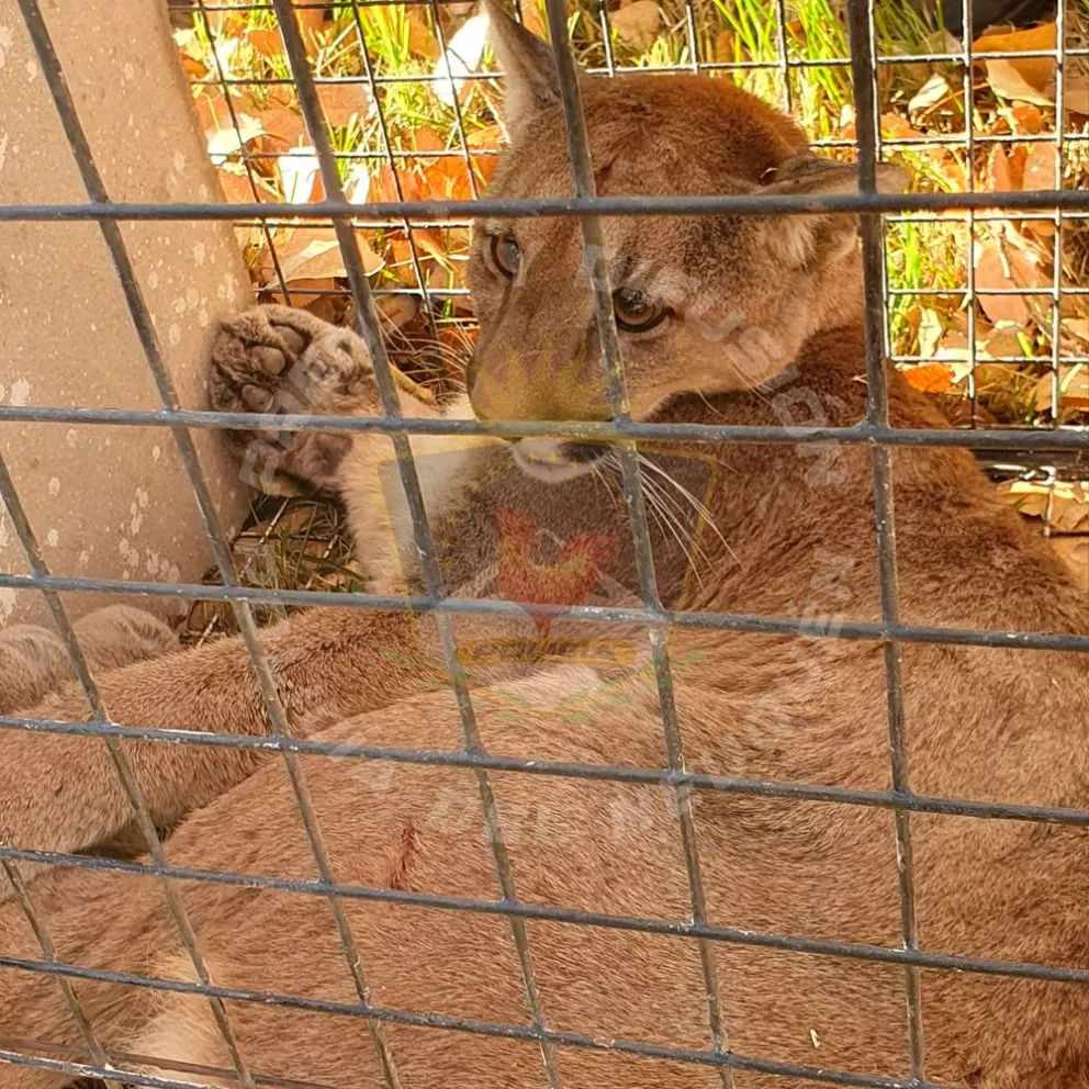 Susto en Plottier: un puma trepó a un árbol en el patio de una casa