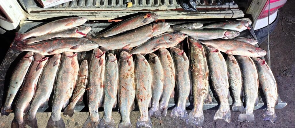 Fauna incautó 28 truchas en operativos nocturnos en Paso Córdoba, Meliquina y embalses