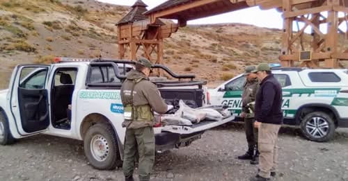 Reiteran advertencia por salmones en mal estado: podrían causar intoxicaciones
