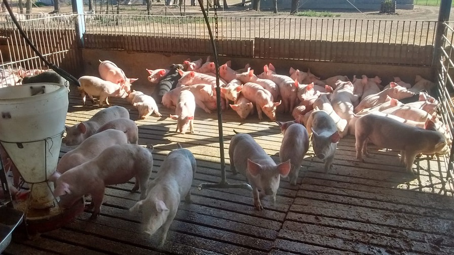 La triquinosis no tiene cura: cómo evitar esta enfermedad transmitida por alimentos