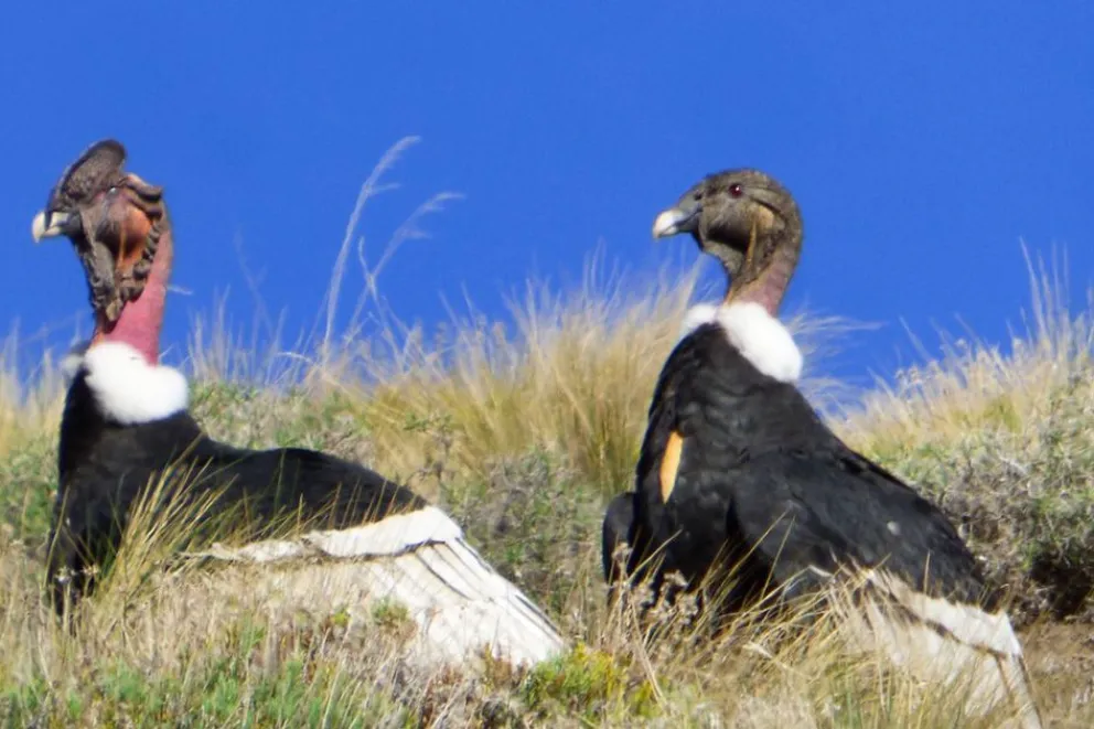 Avistamientos positivos en el Segundo Censo de Cóndor Andino