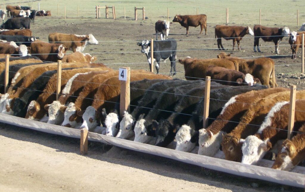 Hasta el 31 de julio: inscripciones abiertas para el Incentivo Ganadero 2024-2028