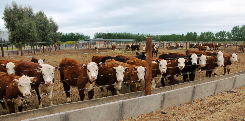 Abren inscripciones al Programa de Incentivo Ganadero 2024–2028