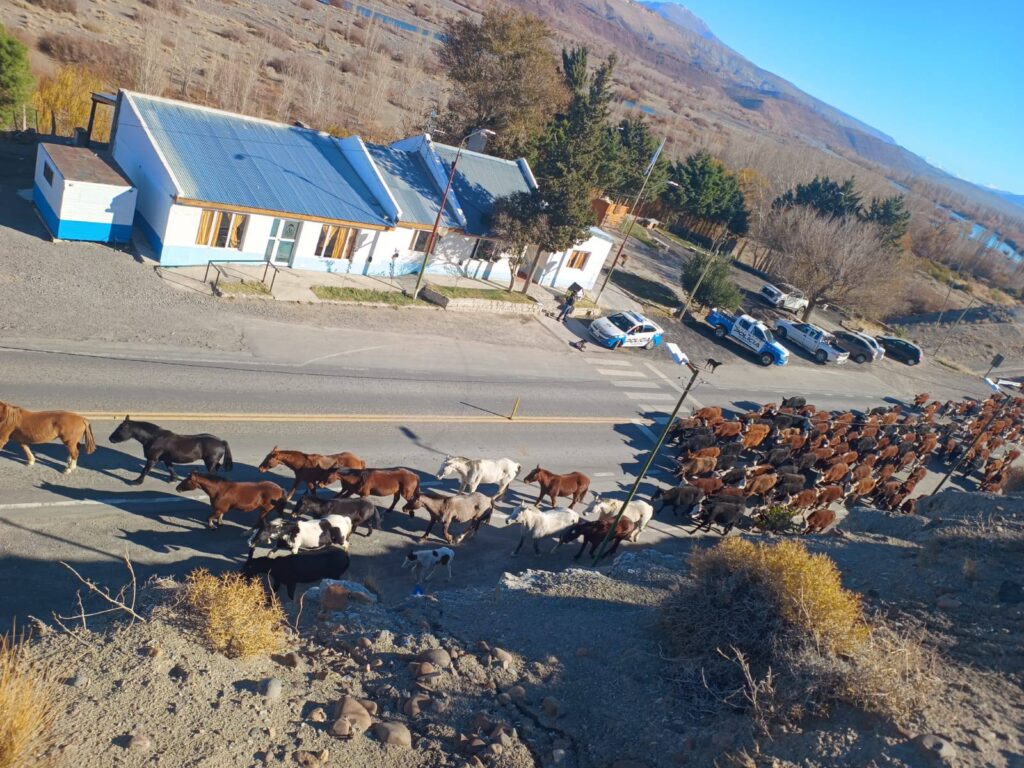 Norte neuquino: sin incidentes en el traslado de crianceros desde la veranada