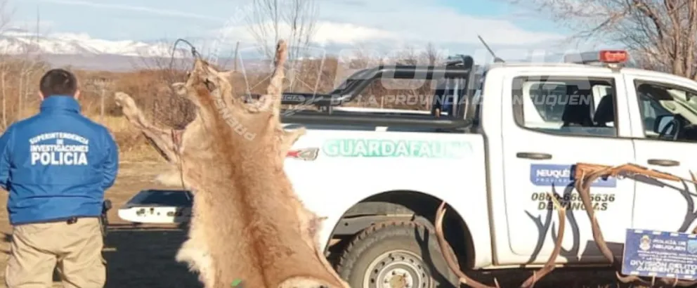 Allanamiento en Loncopué: hallaron cueros de fauna silvestre, armas y astas