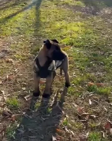 La Policía de Neuquén incorporó un nuevo cachorro a su División Canes