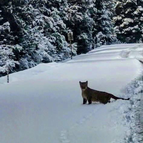 Un puma apareció en la zona rural de Traful: piden no acercarse ni intervenir