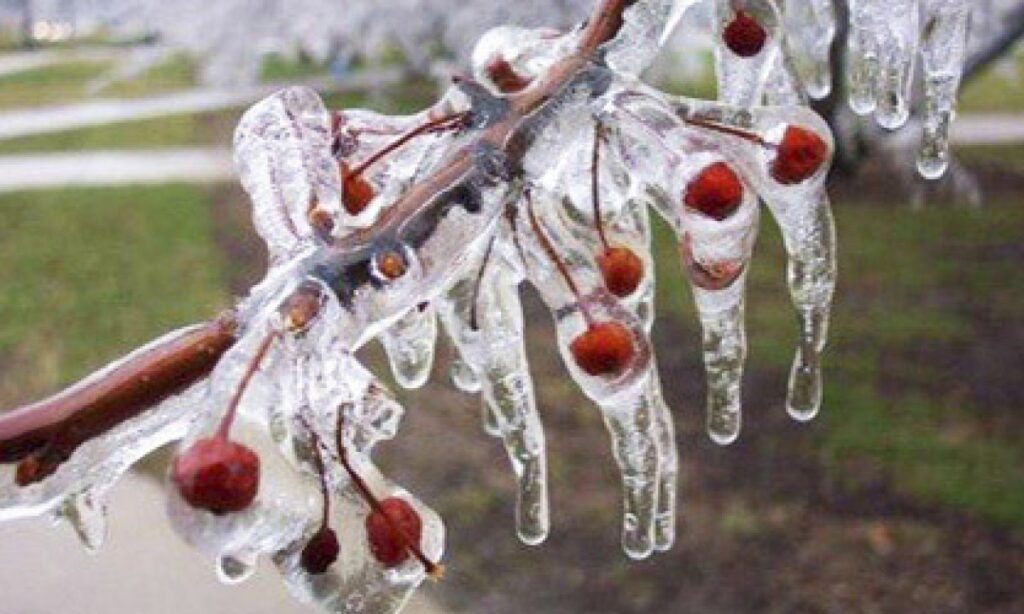 La AIC activó el sistema de prevención de heladas