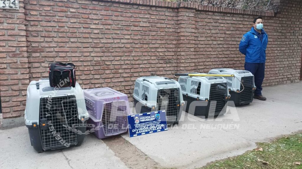 Rescatan animales en mal estado de salud en Neuquén