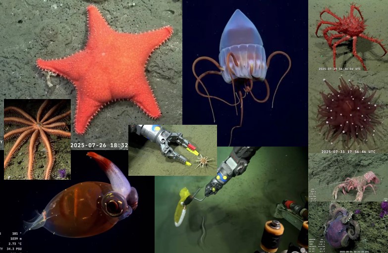 Investigadores argentinos exploran cañones submarinos en el sur