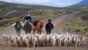 Trashumancia: consejos clave para preservar ganado y pastizales