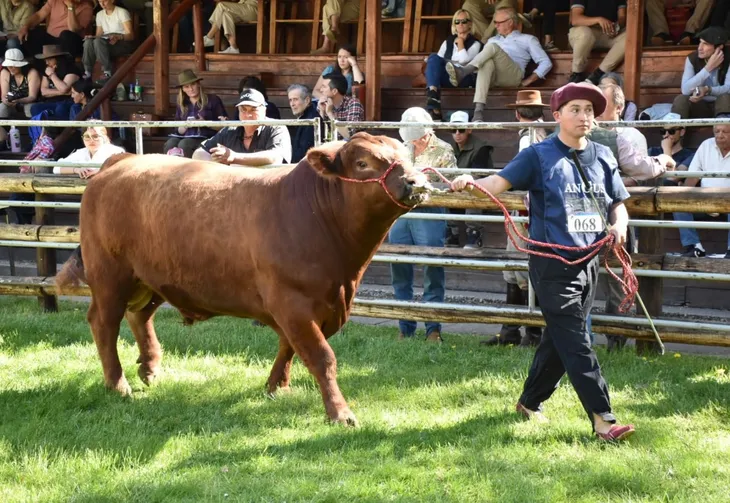 Gran remate en la Expo Bovinos 2025: precios firmes y participación educativa