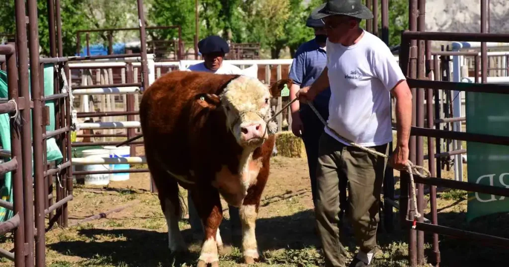 Junín de los Andes recibe la tradicional Expo Bovinos