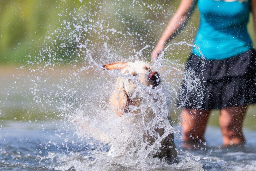 Espacios exclusivos para mascotas en balnearios
