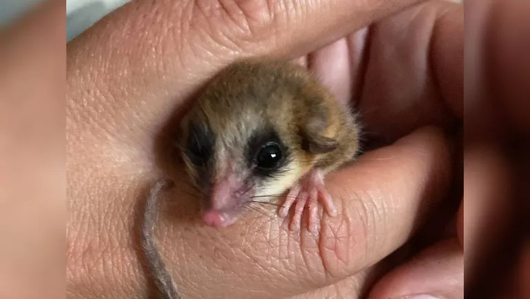 Liberan un Monito del Monte recuperado en San Martín de los Andes