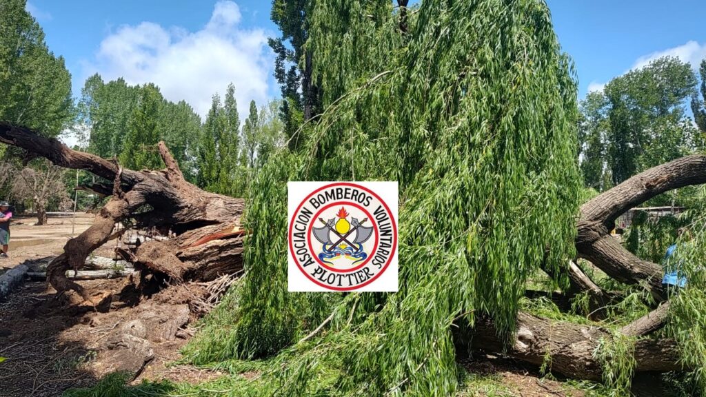 Rescataron en Plottier a un vecino atrapado por la caída de un árbol