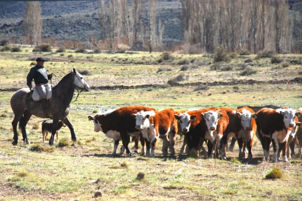 Sequía: habilitan créditos especiales para el sector agrícola ganadero