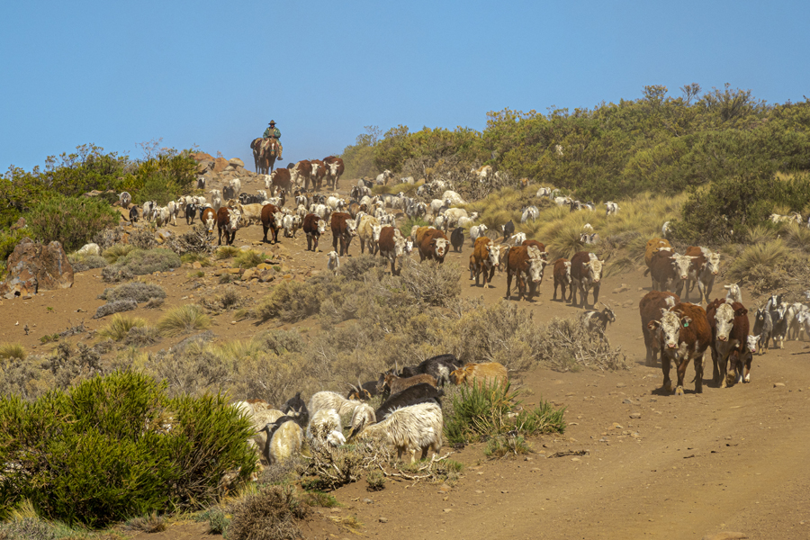 Inició el operativo provincial de trashumancia