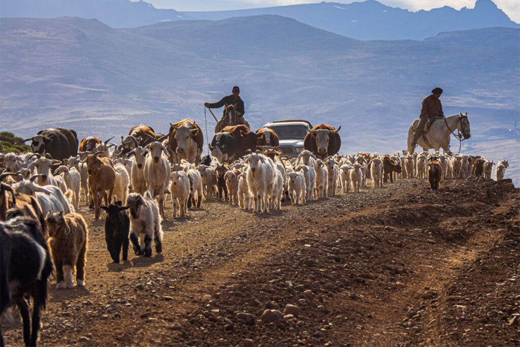 Mes de la trashumancia: familias preparan el traslado de sus rebaños