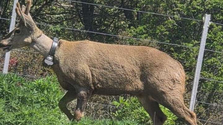 Parque Lanín monitorea a un huemul en área urbana
