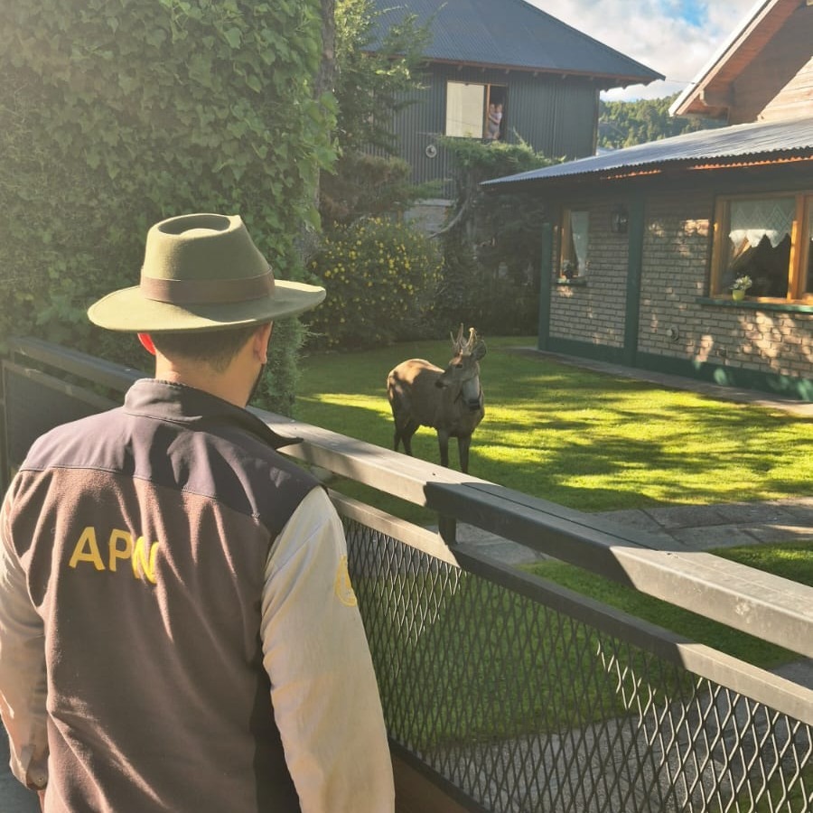 Exitosa traslocación de un huemul en el Parque Lanín