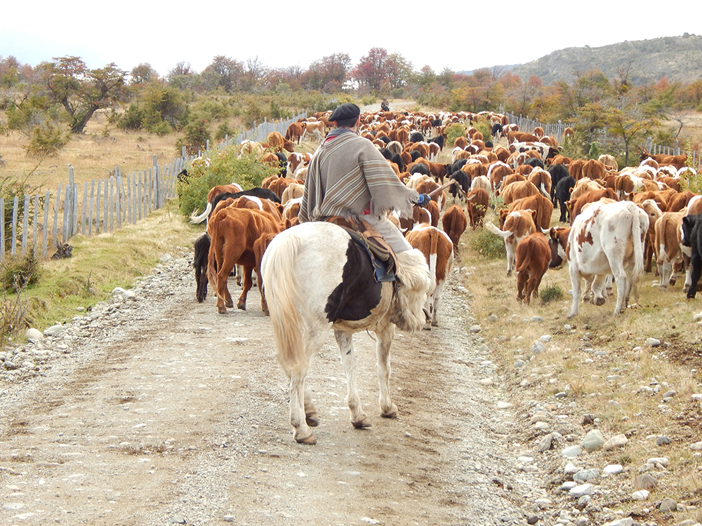 Financiamiento para el traslado de ganado en el norte neuquino