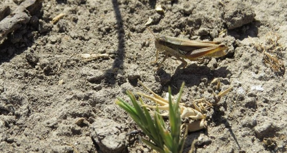 Monitoreo y alerta temprana por tucura en el sector rural