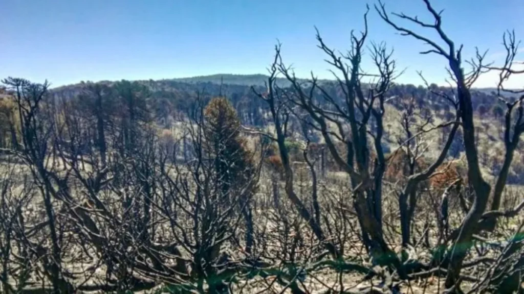 Incendio y sequía, asistencia productiva en Valle Magdalena