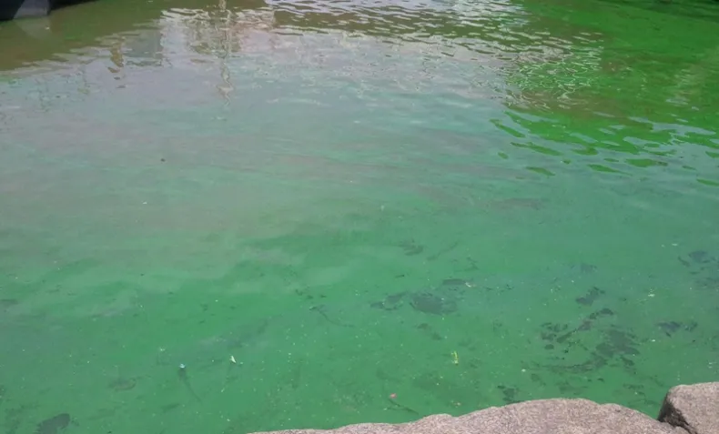 Cierran preventivamente el club de pesca en Picún Leufú