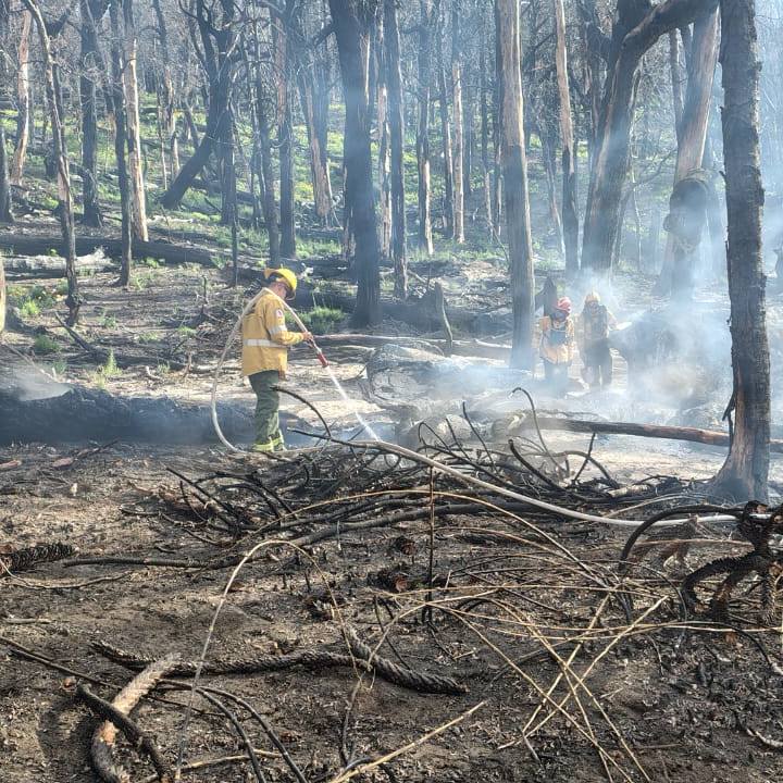 Rápida intervención evitó la propagación de un incendio en el Parque Nacional Lanín