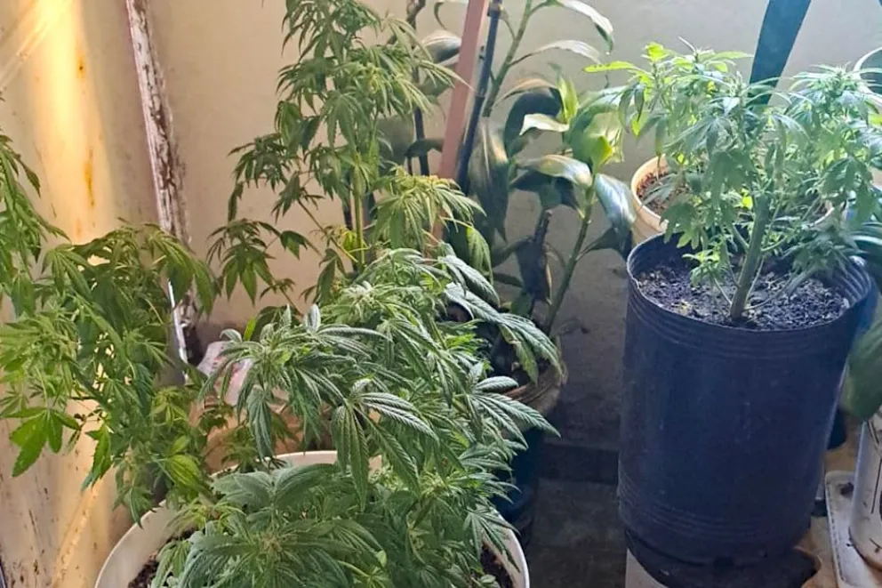 Zapala: incautan arma, municiones y una plantación de marihuana