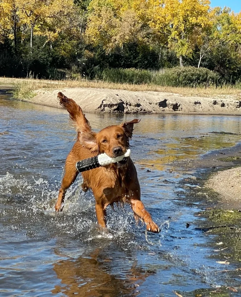 Espacios Pet Friendly, la nueva propuesta en el río Limay