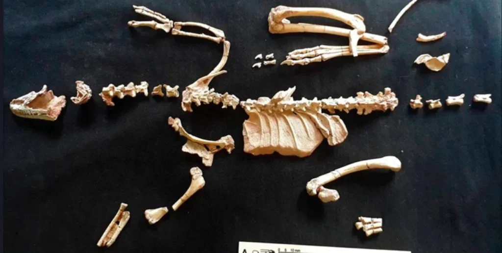 La Patagonia vuelve al centro de la paleontología mundial